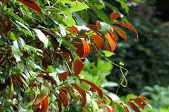 Excoecaria cochinchinensis